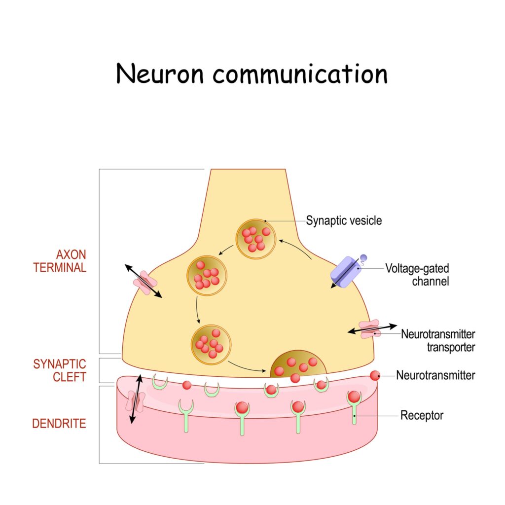 neuron communication